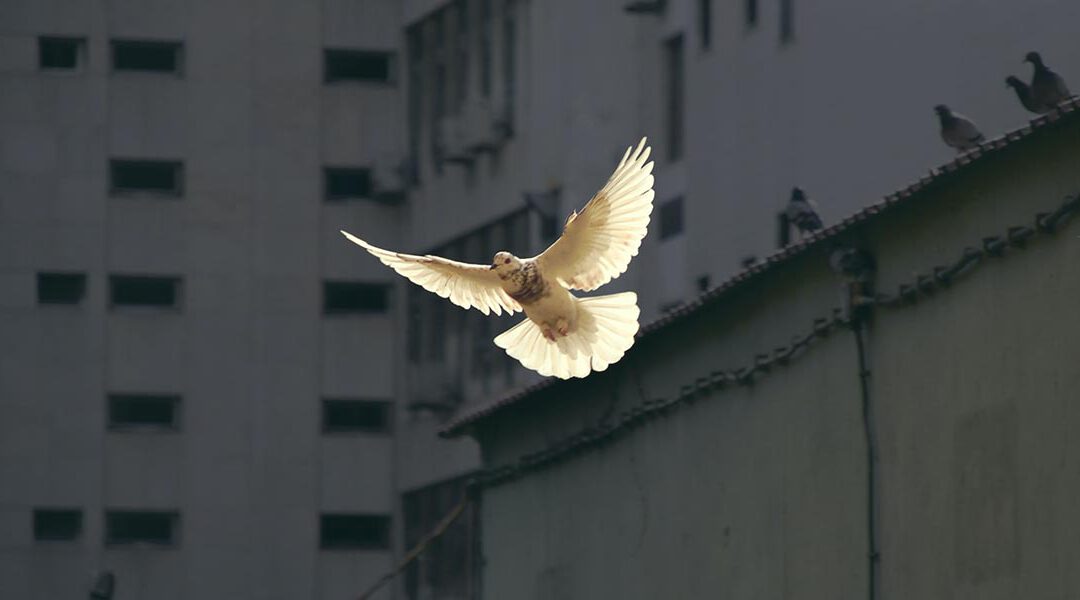 Zivile Konfliktbearbeitung und aktive Gewaltfreiheit