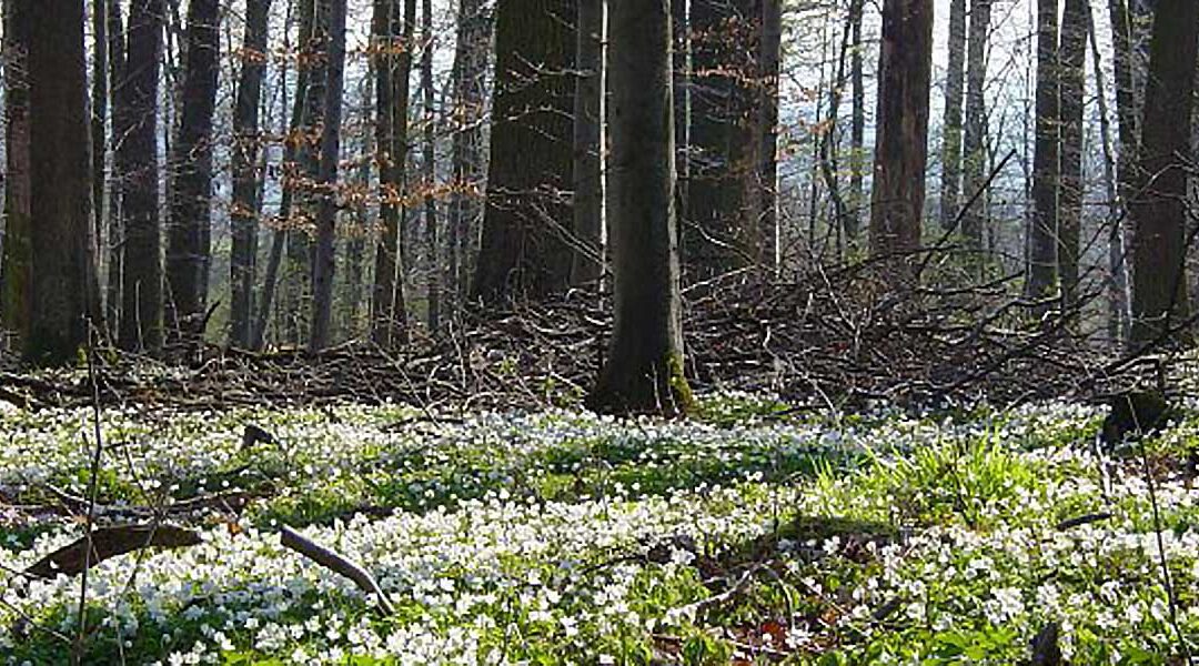 Frag doch mal den Förster