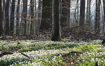 Frag doch mal den Förster