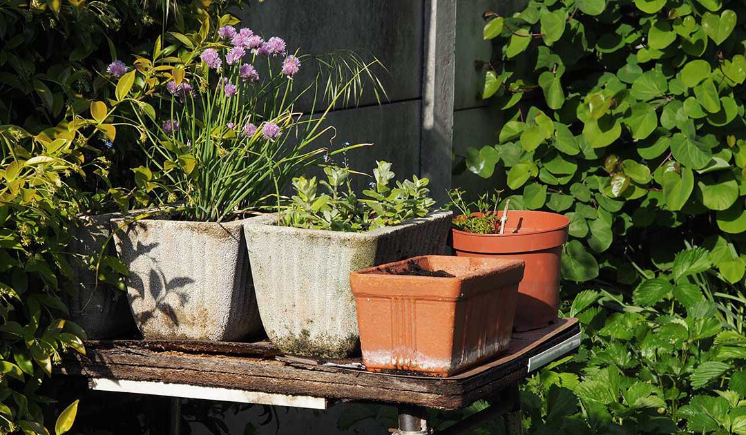 Kräuterführung im Frühjahr