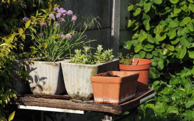 Kräuterführung im Frühjahr