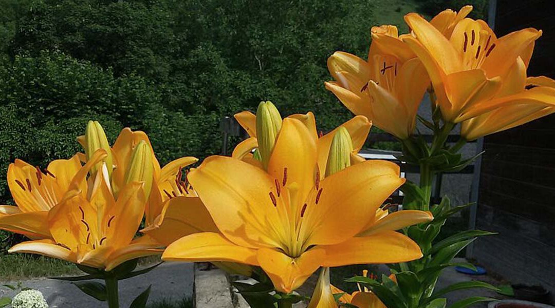 Literaturspaziergang