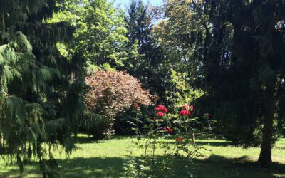 Mit den Psalmen unterwegs im Park